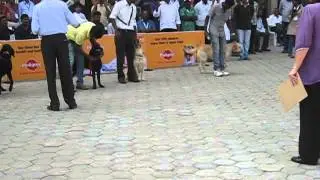 hycan dog show hyderabad 2012