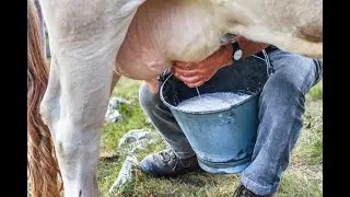 LILLEY UNLEASHED: Canada's dirty dairy secret gets exposed
