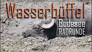 Wasserbüffel Bodensee Runde
