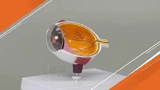 Cutaway Eye Model | AnatomyStuff
