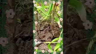 Gartenschaufel