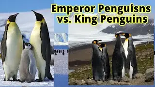 Emperor Penguins vs King Penguins: How to Distinguish Them???