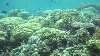 Fish From Acidic Ocean Waters Less Able to Smell Predators