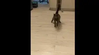 Wobbly Cats Running And Drifting