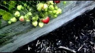 Allotment Diary - Everything Is Growing and Looking Great - 21st June 2016