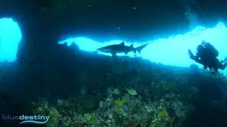 Grey nurse shark at Rottnest Island
