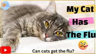 Can cats get the flu?🥵 cats cold🤧