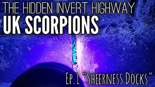SCORPIONS IN THE UK! The Hidden Invert Highway Ep.1 