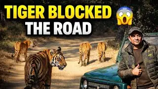 Satpura Tiger Reserve | best tiger sighting ever | Satpura National Park | Madhai Gate 