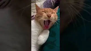 Part 27  #funny #cat#MiniDrama