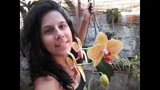 Orquídeas phaleanopsis floridas