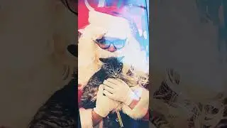 all about me #mochithecat #cute #tiktok #kitten #familypet #catshorts #funny #love #adorable #cat