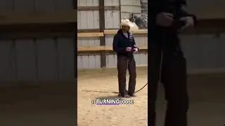 Understanding the Nervous System & How Horses Relax