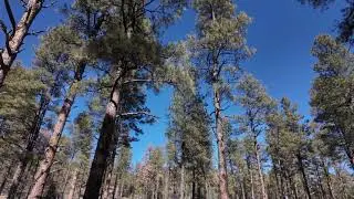 0201226 - Hike from RV to ancient Alligator Juniper tree pt2