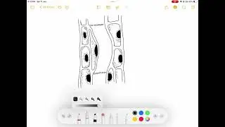 How to draw phloem tissue in the easiest way. SSC biology drawing. Biology book, NCTB.