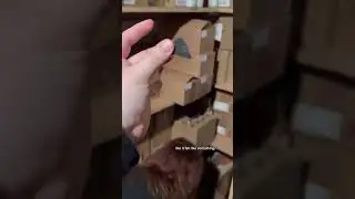 Witchcraft in the wild