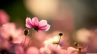 Flowers🌷🌸 Wallpaper Collection, Beautiful Dpz And Whatsapp Profile Photos @Itsrehmanashma03