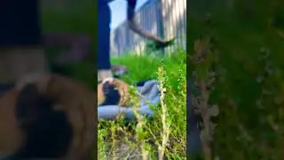Свиночка -Пьюпа,заключенный на прогулке) #pets #garden #лето #nature #любовь
