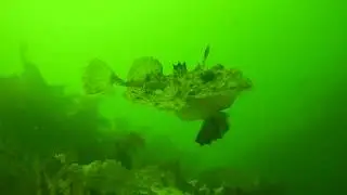 Lophius americanus- American Monkfish- Nubble Light, Maine