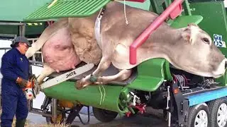 SMART COLLAR TRANSLATES COW EMOTIONS: Revolutionary Animal Communication 🐄 | SCIENTIFIC BREAKTHROUGH