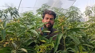 Nadar shah mango plants on Full blooming
