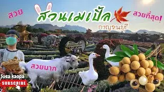สวนดอกไม้ที่มีบุฟเฟ่ต์ลำใย & MiniZoo | Maple Gardens กาญจนบุรี