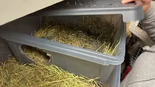 Sjekk av 5 dager gamle kaninunger 