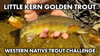 Little Kern Golden Trout - Fly Fishing - Western Native Trout Challenge