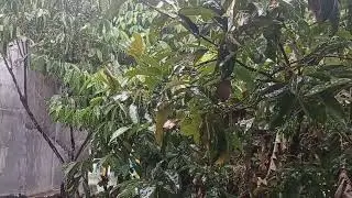 ASMR suara Hujan