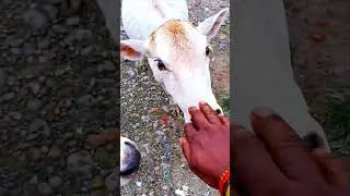 feeding watermelon cow gaumata respect animal short jtanti smart vlog