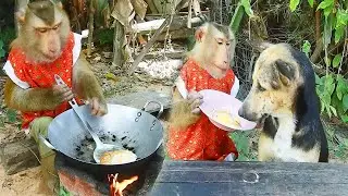 Smart SokYaa Prepare Food While Phao Waits Patiently, Animal Cooking