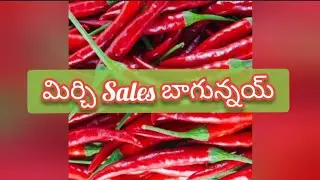 Guntur mirchi market rate today | 30-08-2024