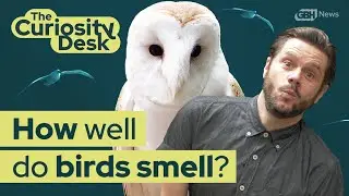 Do Birds Have A Sense Of Smell? | The Curiosity Desk