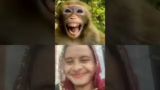 #monkey #comedy #funny #duet #newमारवाड़ीcomedy #whowillbemylifepartnerta