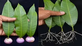 How to grow mango tree from mango leaves using red onion hormone