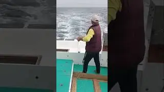 Taiwan fishing boat operation longline catch king mackerel using artificial bait #fishing