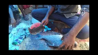 Fish Cutting | Fast Workers - Food And Travel Now