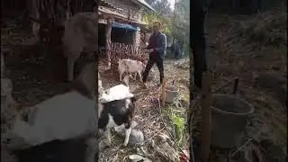 NARAYAN BHATTARAI #ANIMAL CARE TAKER &  AGRICULTURE WORKER #EUROPE
