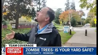 Zombie Trees in Seattle: Is Your Yard Safe?