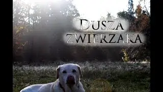 Dusza Zwierzaka