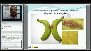Conferencia insectos plaga banano