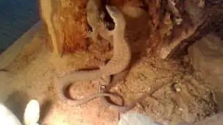 ackies vs huntsman