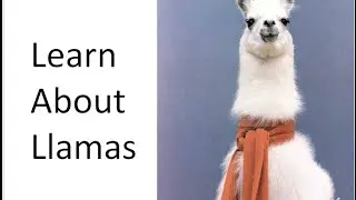 Learn About Llamas!