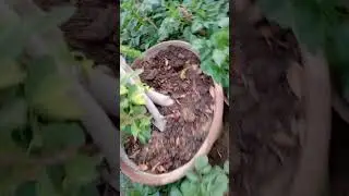 Winter plants collection | Flowering plants | Detail nursery visit 