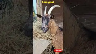 goat 🐐