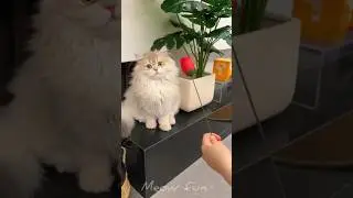 When Your Cat Becomes a Comedian 🤡🐾#funny #catvideos #catshorts #cat #meowfun