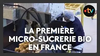 Des agriculteurs produisent du sucre de betterave bio et brut dans une usine bas carbone