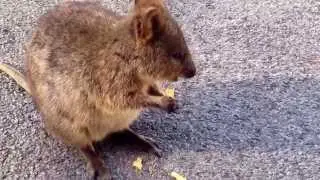 Quoka munching on Rottness Island
