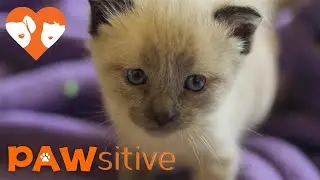 Siamese Kittens Get A New, Troublemaker Sister | PAWsitive 🧡