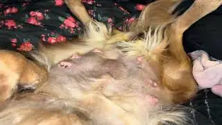 2026 Penny Lane x Wakemup Wild Card Jack pups having a dance party in their womb! 